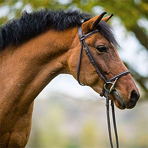 York Equestrian Riding School Our Schoolhorses